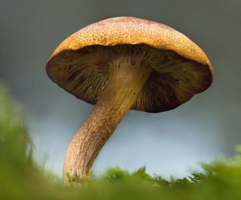 Psilocybin Therapy
